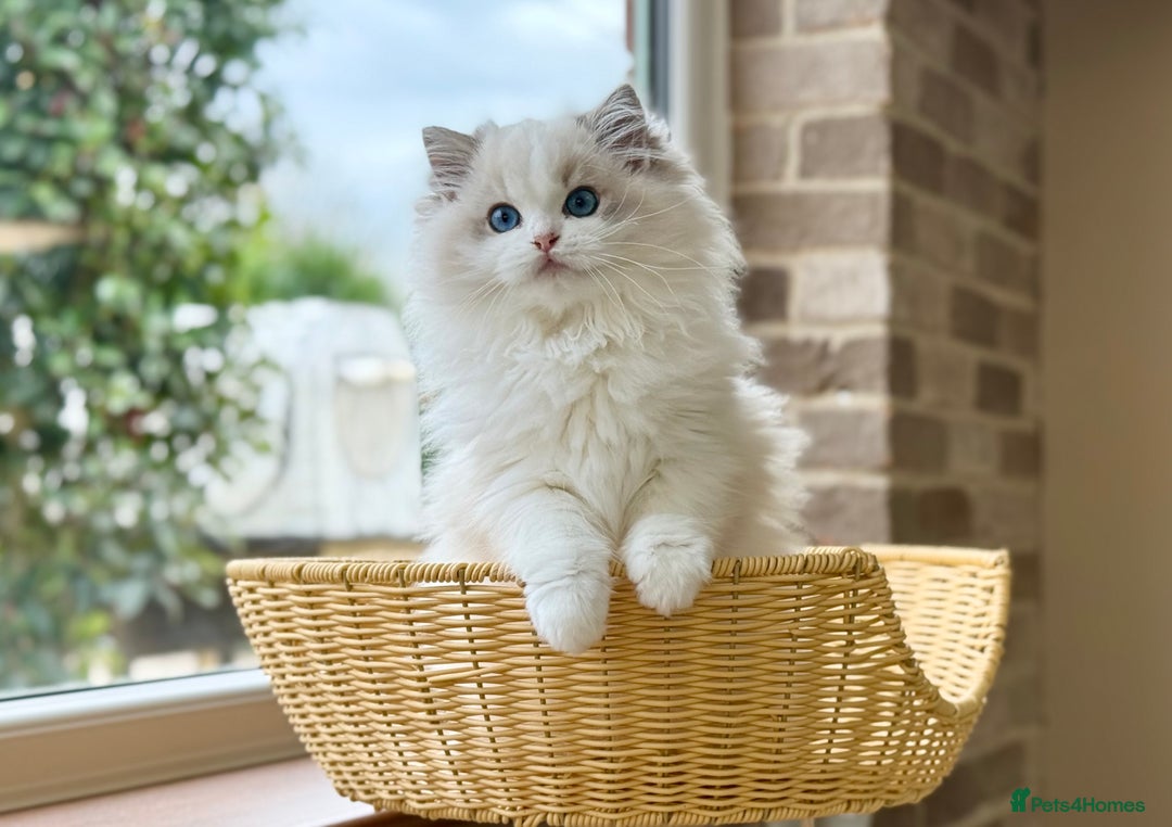 Ragdoll cats for sale: ❤️ Stunning girl ❤️ - Image 14