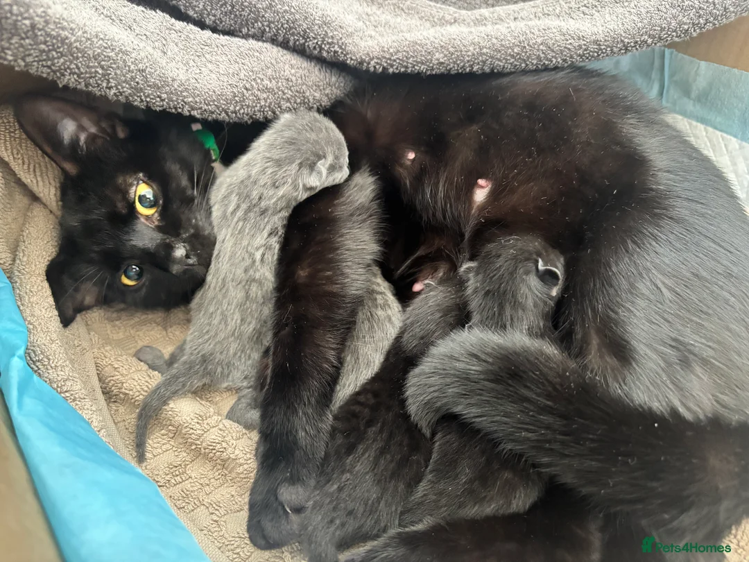 British Shorthair cats for sale: British Shorthair Kittens in Halesowen - Advert 5