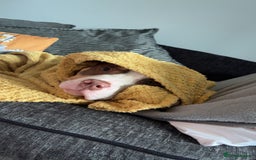 Mixed Breed dogs for sale: Bonnie (Staffy + pocket bully)  - Advert 15