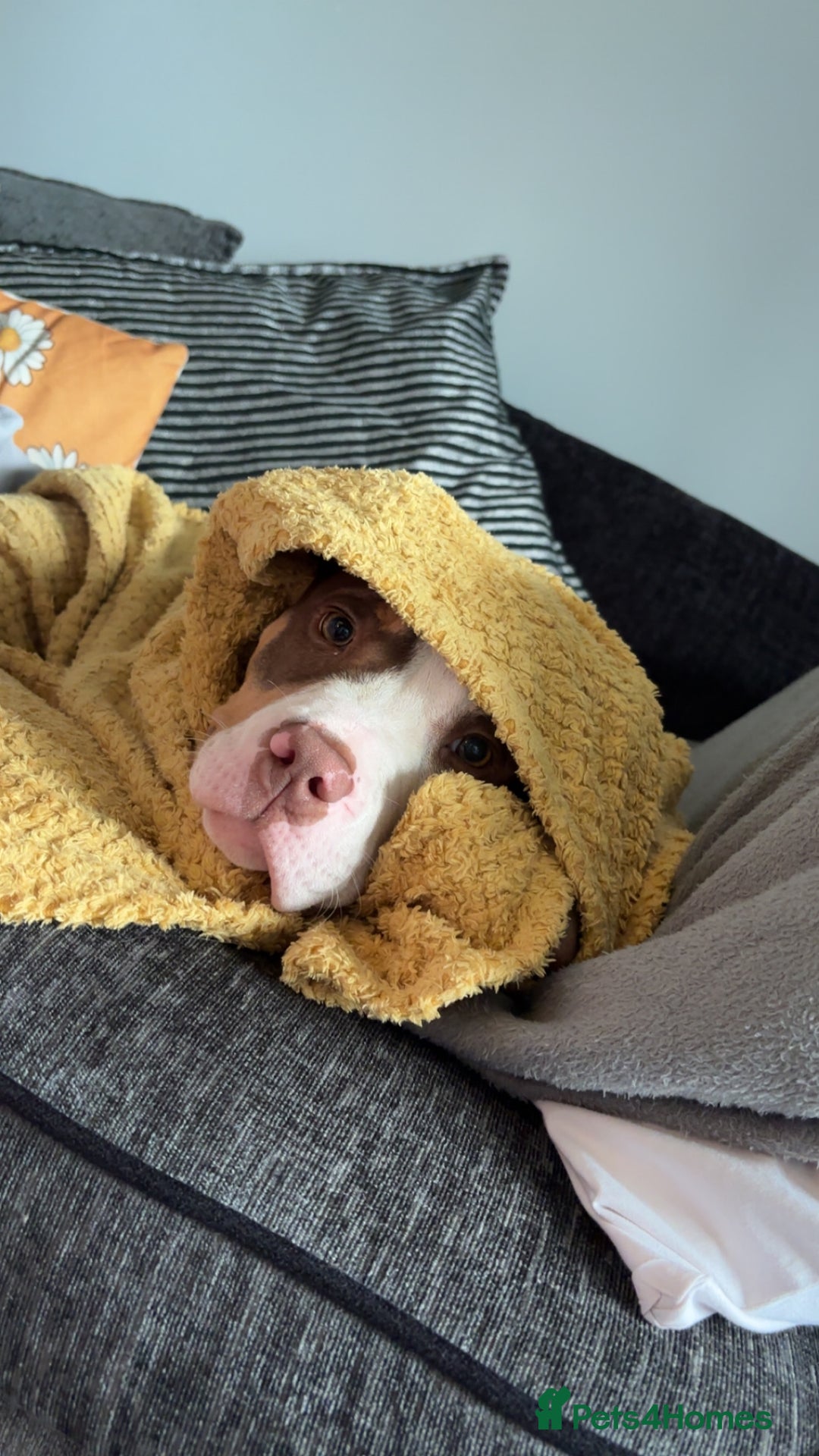 Mixed Breed dogs for sale: Bonnie (Staffy + pocket bully)  - Advert 15