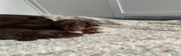 Miniature Dachshund dogs for sale: KC Registered Quality Mini Dachshunds - PRA Clear - Advert 10