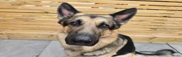 Mixed Breed dogs for sale: Shepard Peis - Advert 5
