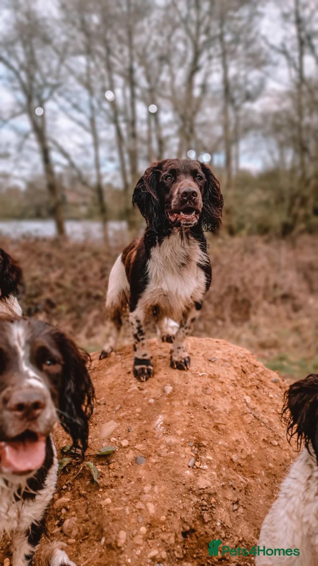 English Springer Spaniel dogs for stud: English Springer Spaniel Stud in Derby - Advert 12