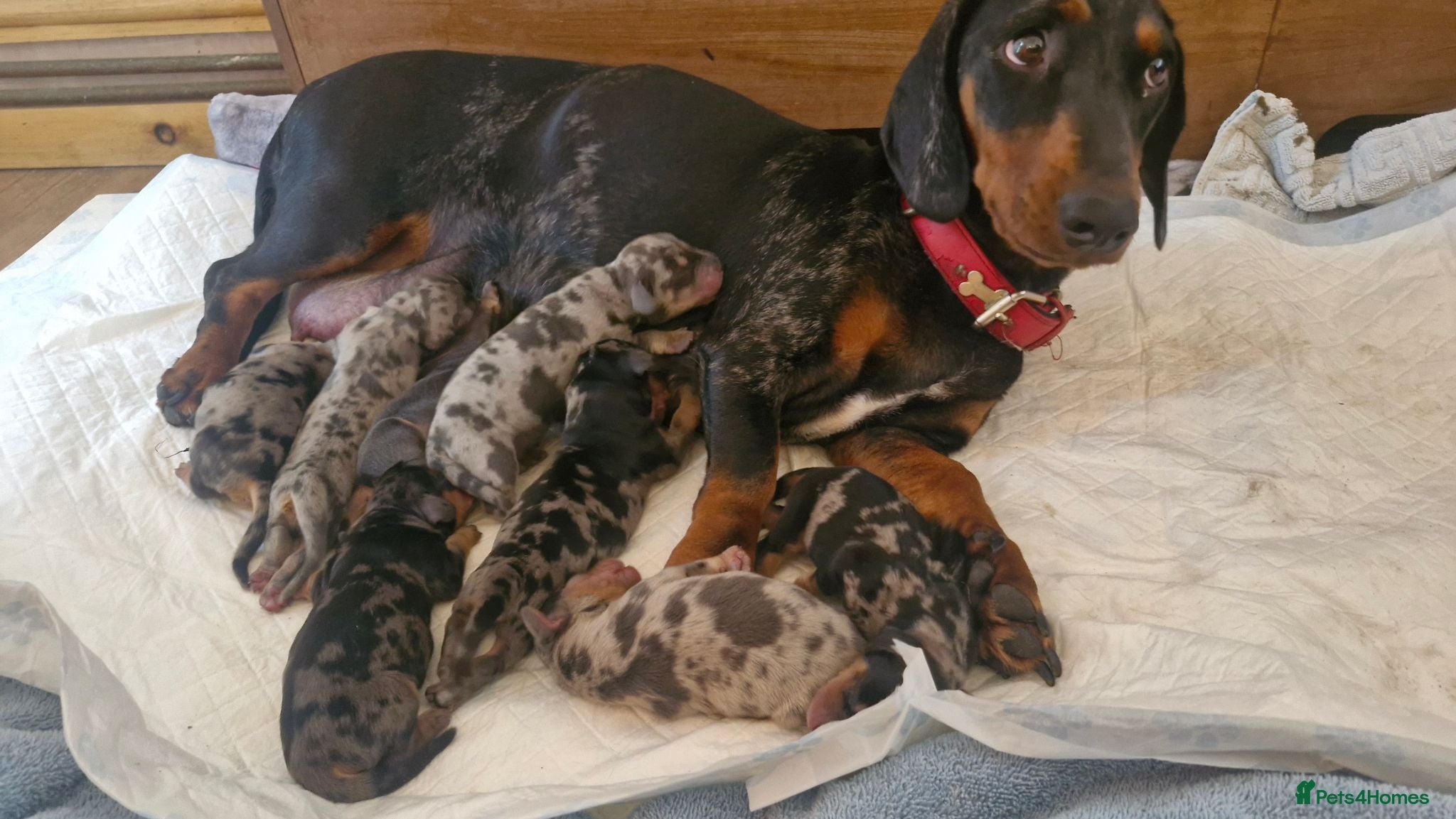Dachshund dogs Beautiful dapple daschunds - Advert 14
