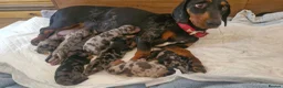 Dachshund dogs for sale: Beautiful dapple daschunds - Advert 1
