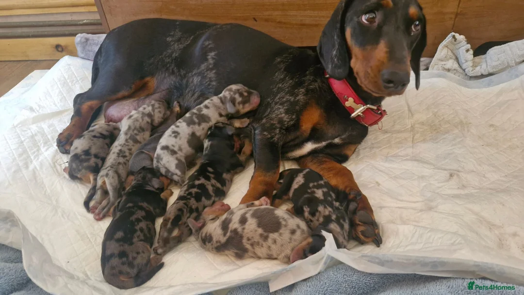 Dachshund dogs for sale: Beautiful dapple daschunds - Advert 1