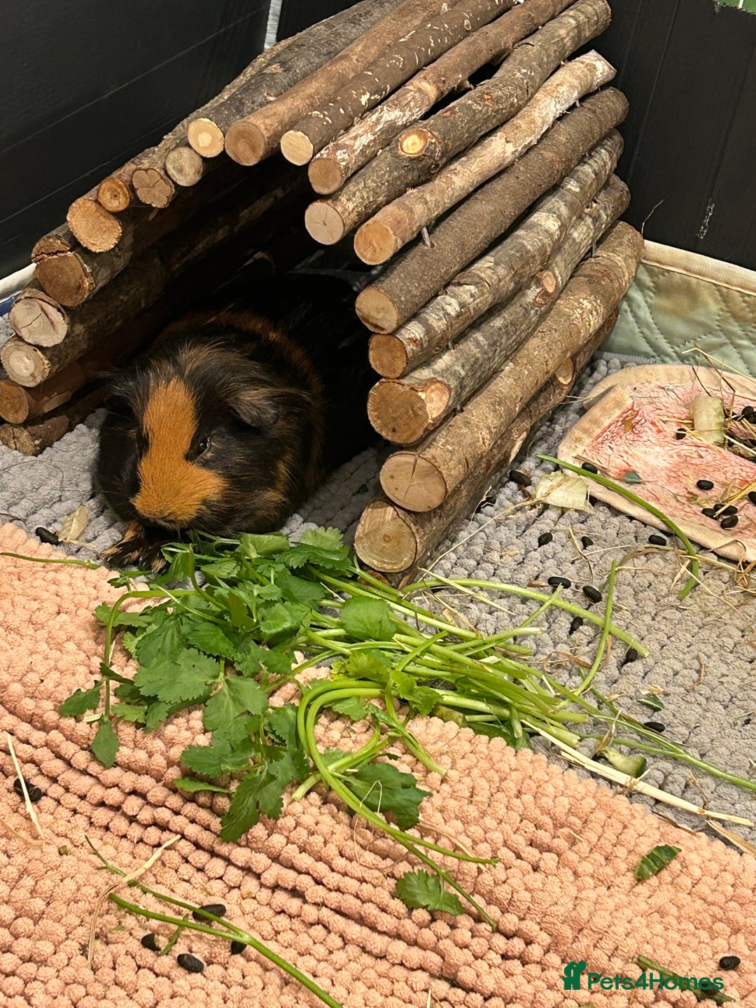 Guinea Pig rodents for sale: 2 Female Guinea Pigs - Advert 2