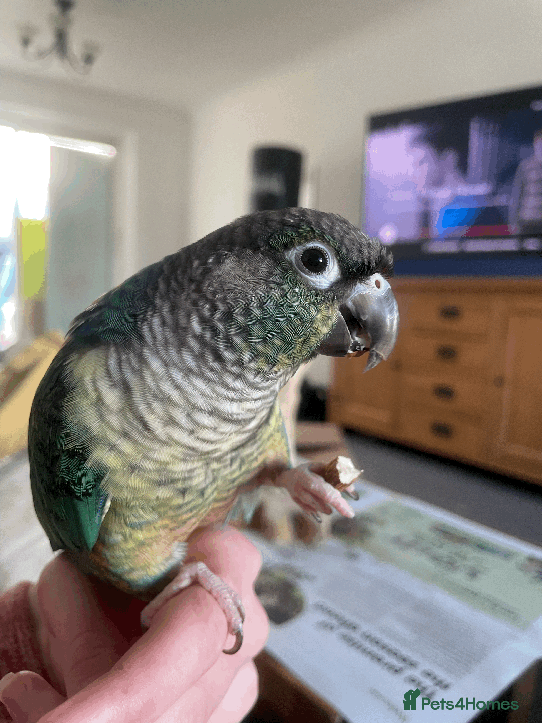 Conures birds for sale: Green Cheek Conure  - Advert 6