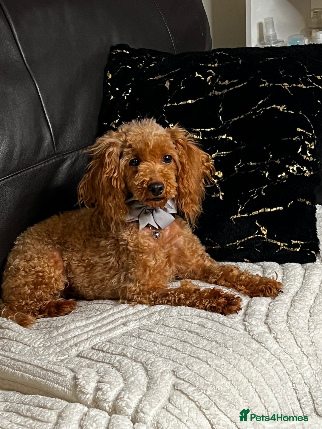 Toy Poodle dogs for sale: ❤️🐶 Gourgeous toy poodle female 🐶❤️ - Advert 2