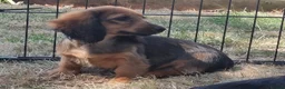 Miniature Dachshund dogs for sale: Kc registered miniature longhaired dachshunds   - Advert 5