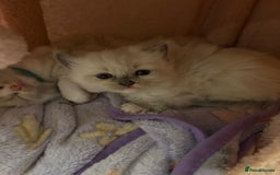 Ragdoll cats for sale: Beautiful purebred Ragdoll kittens - Image 5