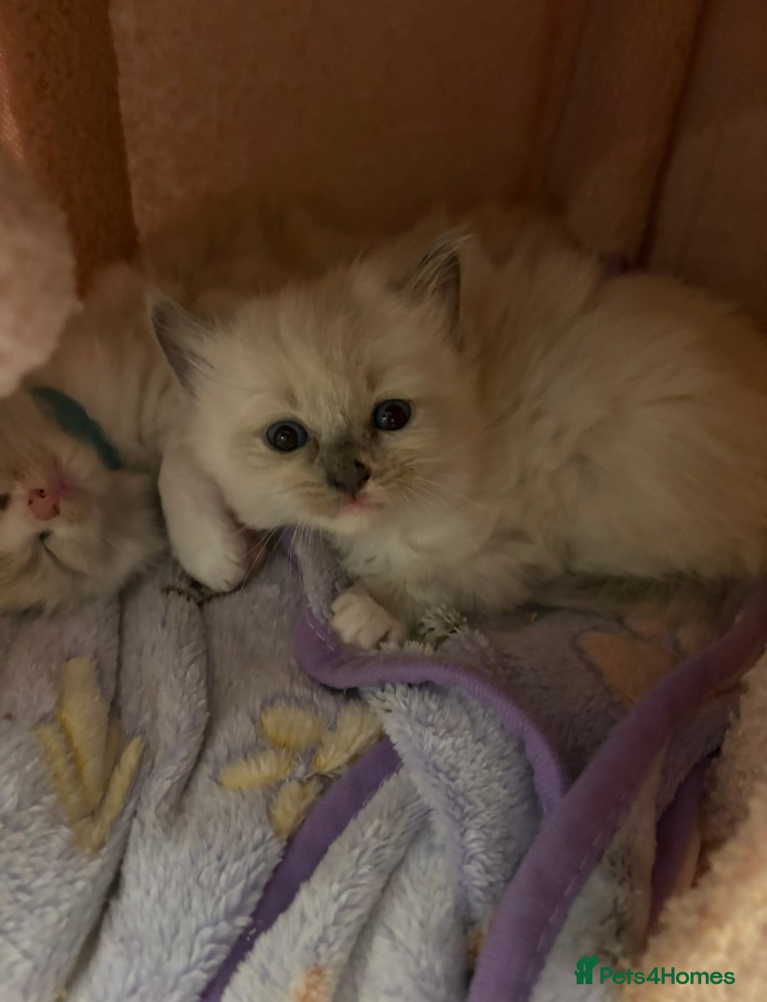 Ragdoll cats for sale: Beautiful purebred Ragdoll kittens - Image 5