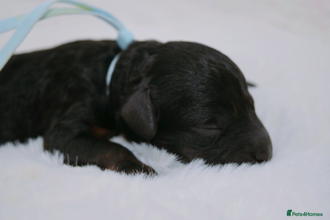 Cavapoo dogs for sale: Extensively health tested F1b curly Cavapoos  - Image 19