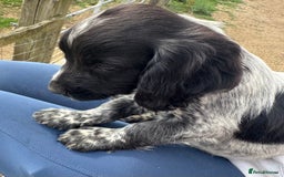 Cocker Spaniel dogs for sale: Male working cocker spaniel for sale  - Image 3