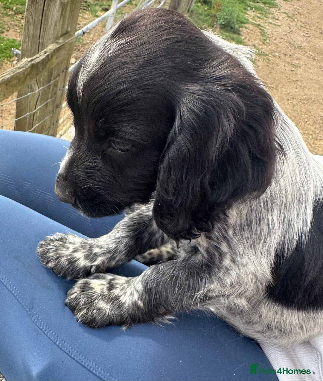 Cocker Spaniel dogs for sale: Male working cocker spaniel for sale  - Image 3