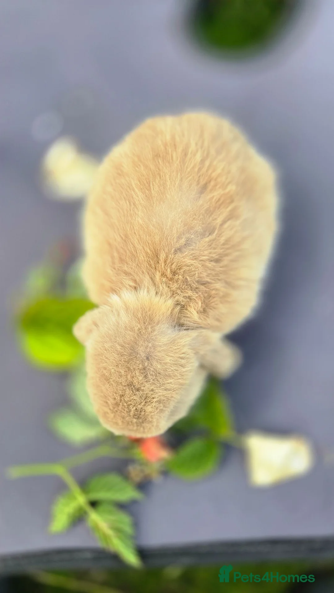 Mini Lop rabbits for sale: Cute and playful healthy bunnies  - Advert 11
