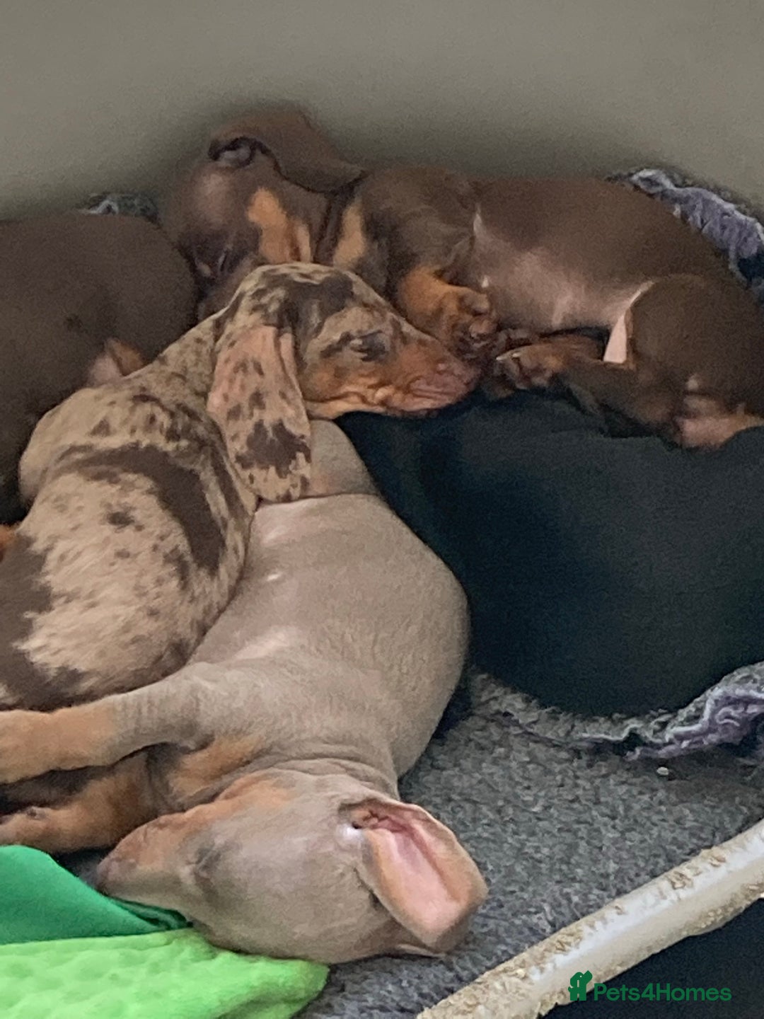 Miniature Dachshund dogs for stud: kc reg.. fully health tested miniature dachshund in Wrexham - Advert 9