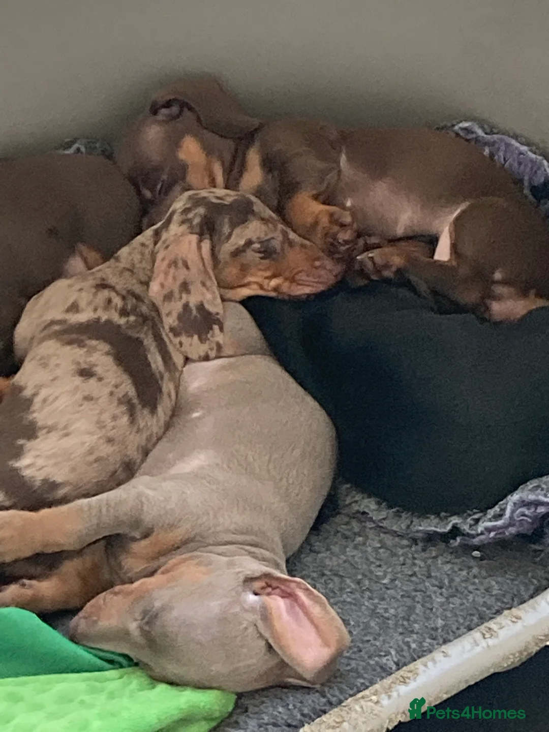 Miniature Dachshund dogs for stud: kc reg.. fully health tested miniature dachshund in Wrexham - Advert 9