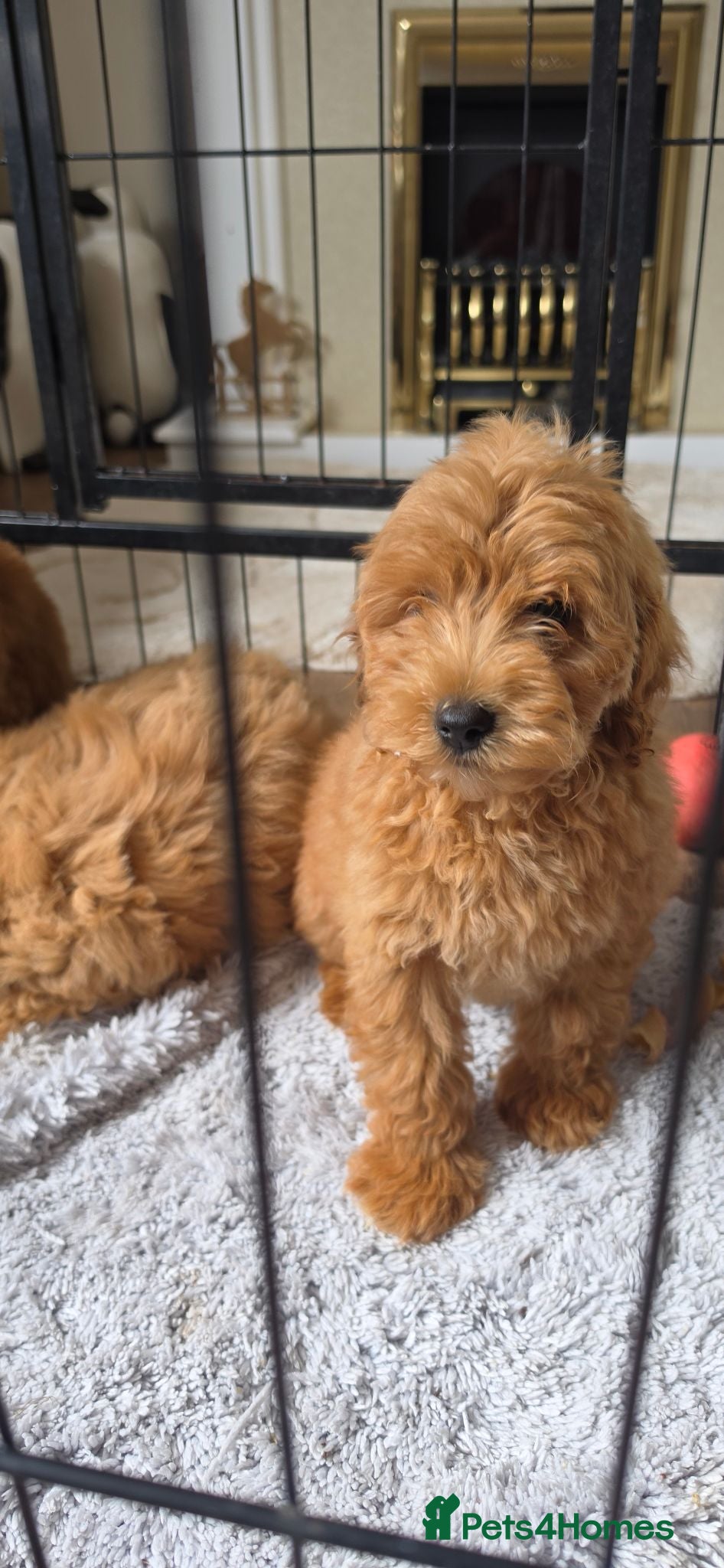 Cockapoo dogs F2 cockapoos  - Advert 2