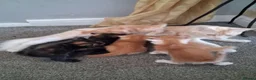Maine Coon cats for sale: ***Beautiful mainecoon cross kittens***  - Advert 14