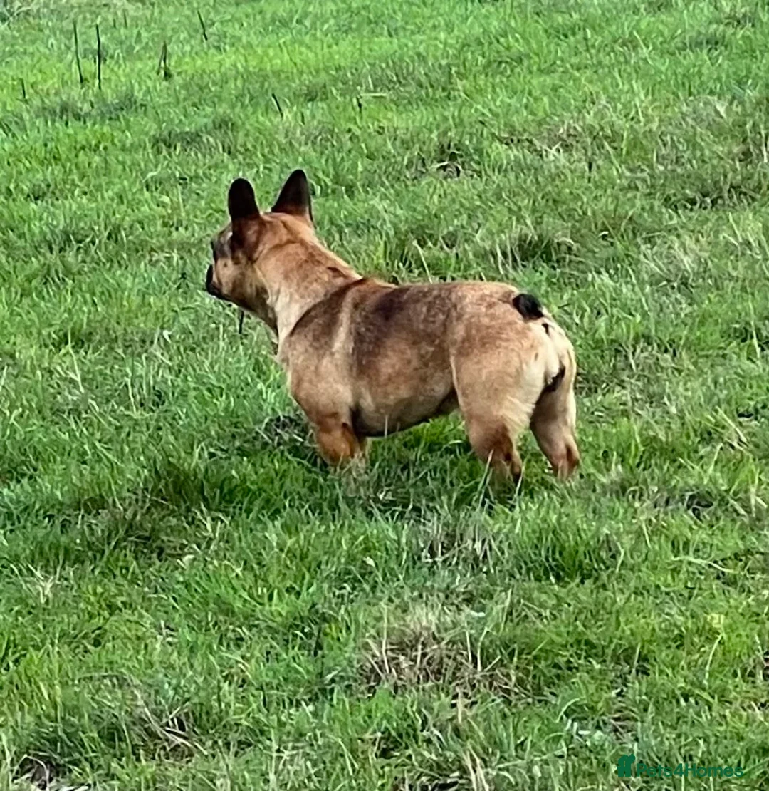 French Bulldog dogs for sale: KC HEALTH TESTED FRENCH BULLDOGS SPAYED GIRLS  - Advert 17