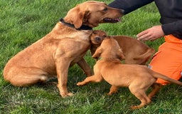 Labrador Retriever dogs for sale: Amazing Red/Black Lab Pups To Loving Pet Families - Image 5