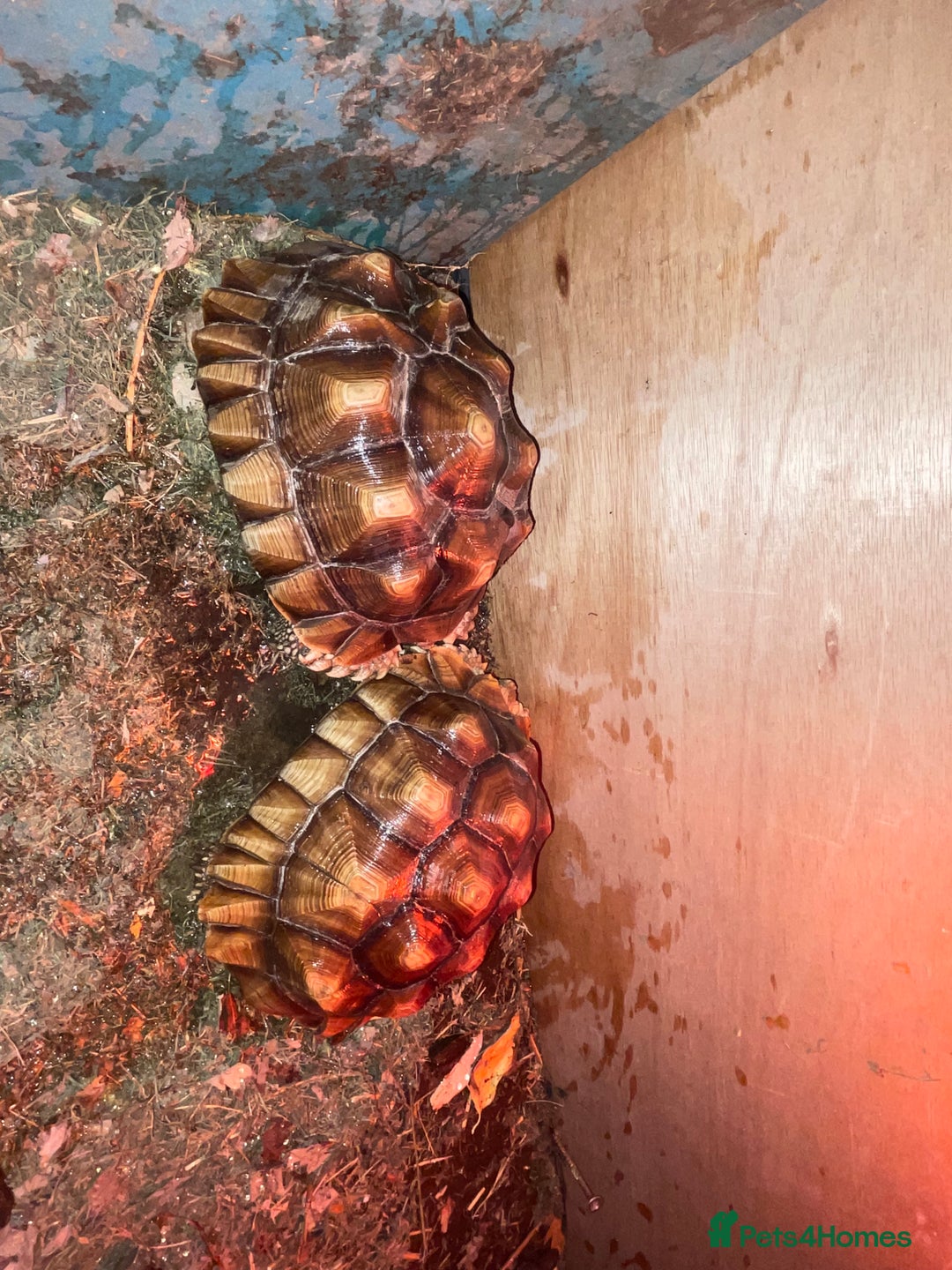 Tortoise reptiles for sale: 2 Sulcata Tortoises  - Advert 1