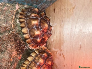 Tortoise reptiles 2 Sulcata Tortoises - Advert 1