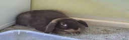 Mixed Breed rabbits for sale: Nifty - Advert 1