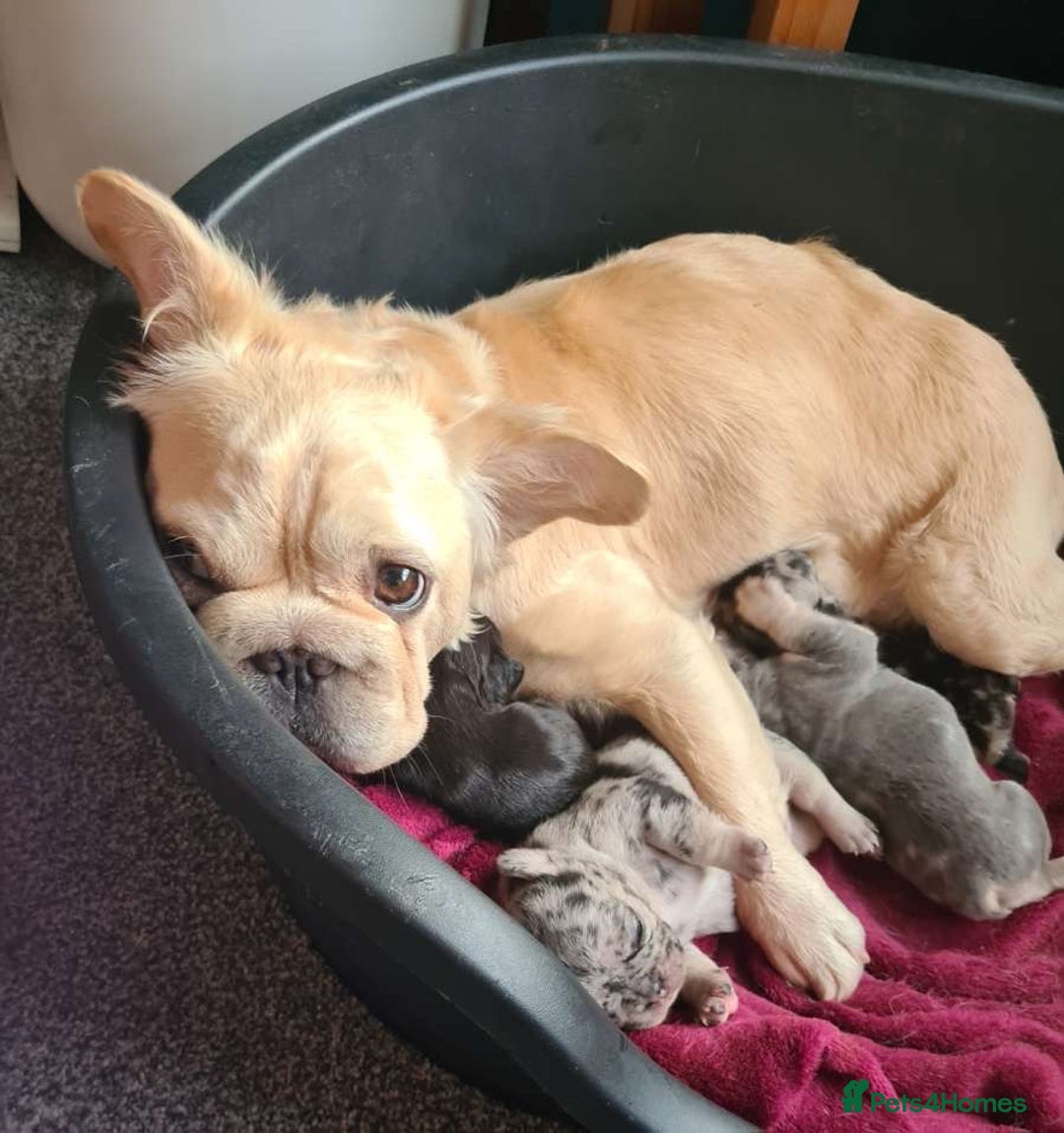 French Bulldog dogs for sale: French bulldogs boys and girls  - Image 9