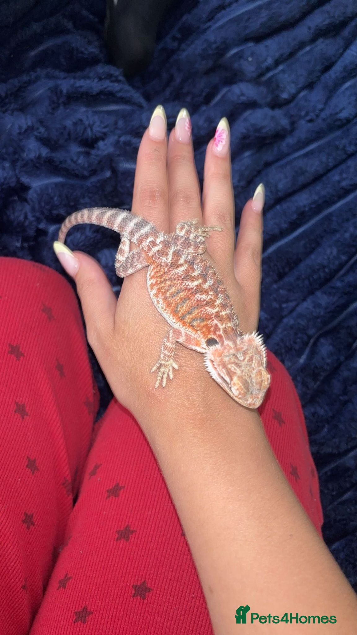 Bearded Dragon reptiles Bearded dragons  - Advert 2