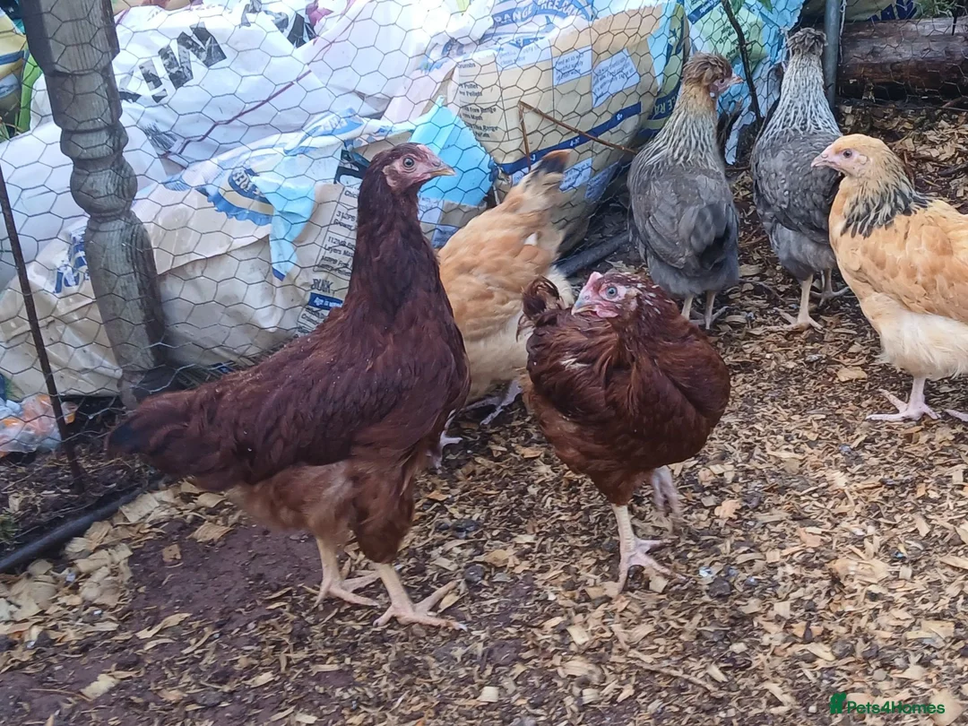 Chickens poultry for sale: Various pullets - Advert 2