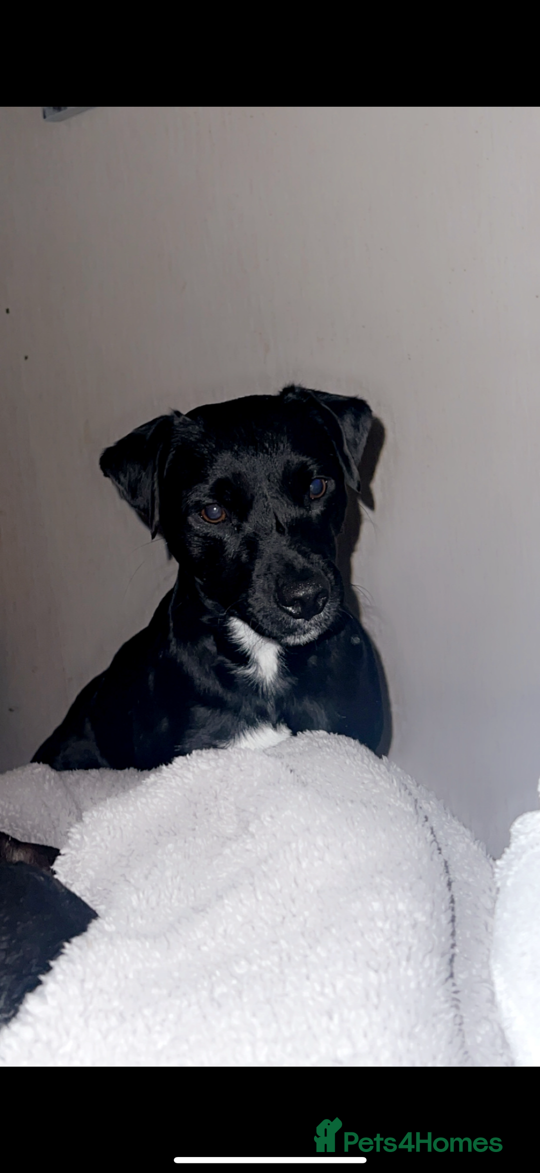 Patterdale Terrier dogs for sale: Patterdale terrier puppies for sale  - Image 13