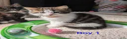 Siberian cats for sale: Siberian crossed kittens  - Advert 3