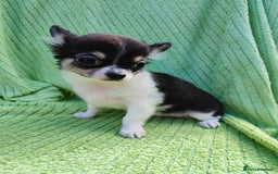 Chihuahua dogs for sale: Amazing Quality Long Coat Chihuahua puppies - Image 16