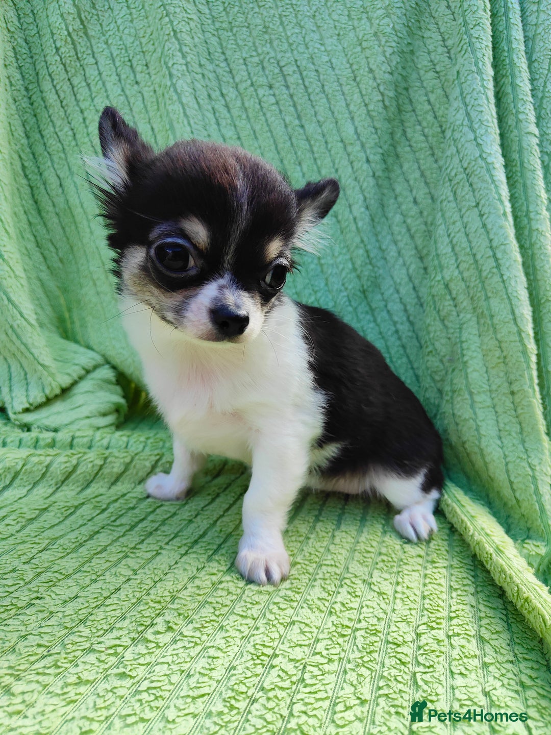 Chihuahua dogs for sale: Amazing Quality Long Coat Chihuahua puppies - Image 16