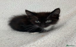 Domestic Shorthair cats for sale: Fluffy Black and White Male Kitten  - Image 11