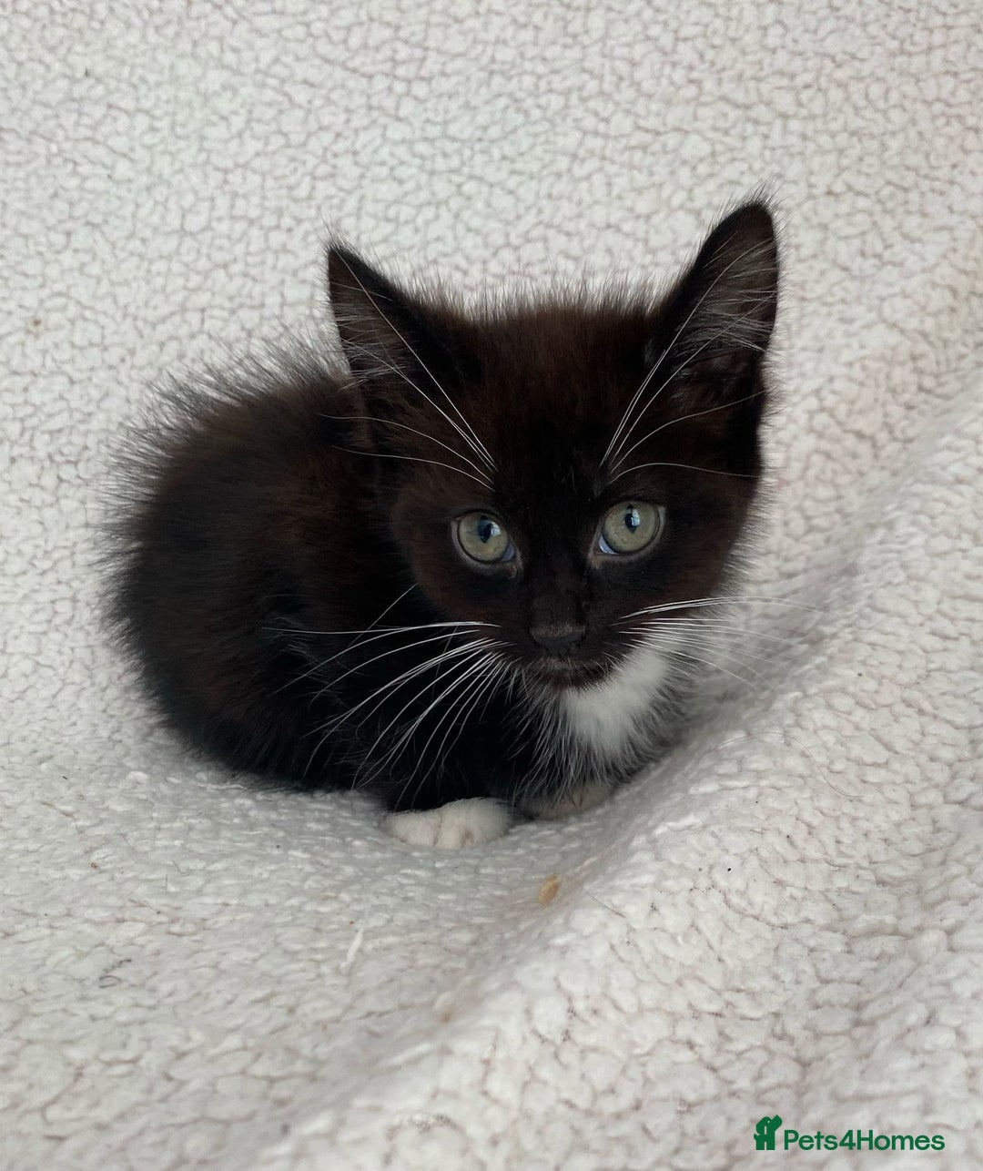 Domestic Shorthair cats for sale: Fluffy Black and White Male Kitten  - Image 11