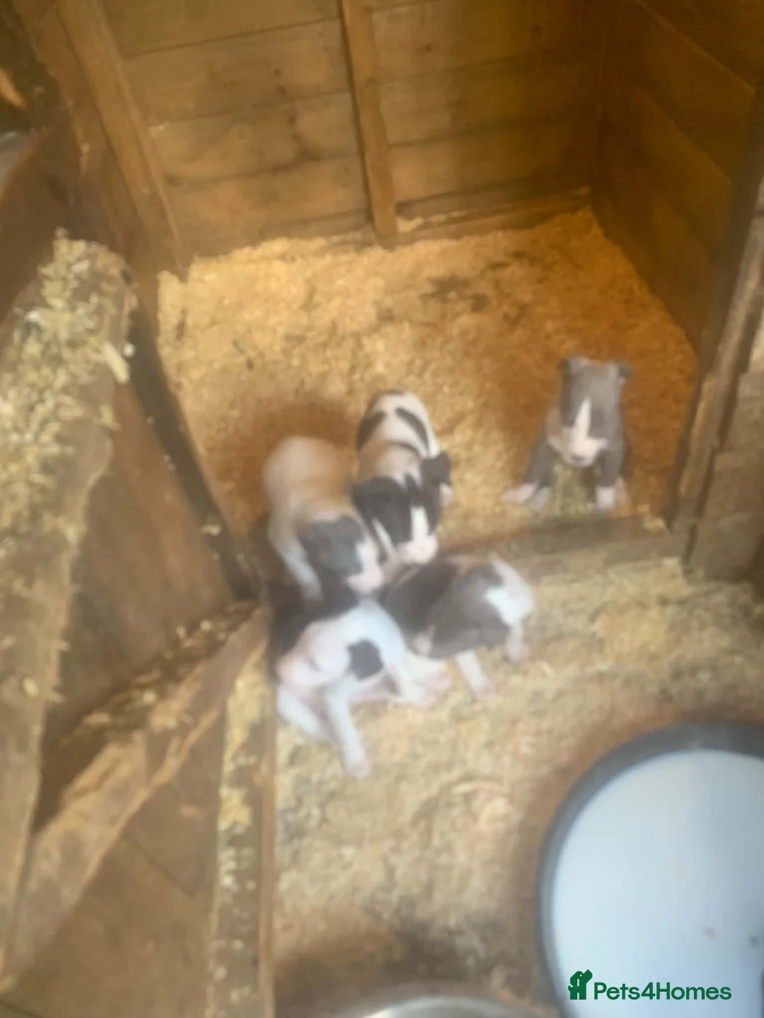 Whippet dogs for sale: 3 boys 1 girl  in Worcester - Advert 5