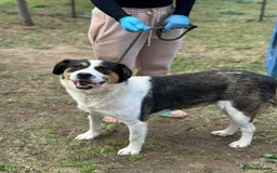 Mixed Breed dogs for adoption: 💛🐾 Flora – wearing her beautiful smile 🐾💛 - Image 7