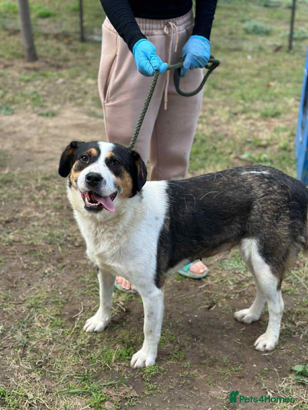 Mixed Breed dogs for adoption: 💛🐾 Flora – wearing her beautiful smile 🐾💛 - Image 7