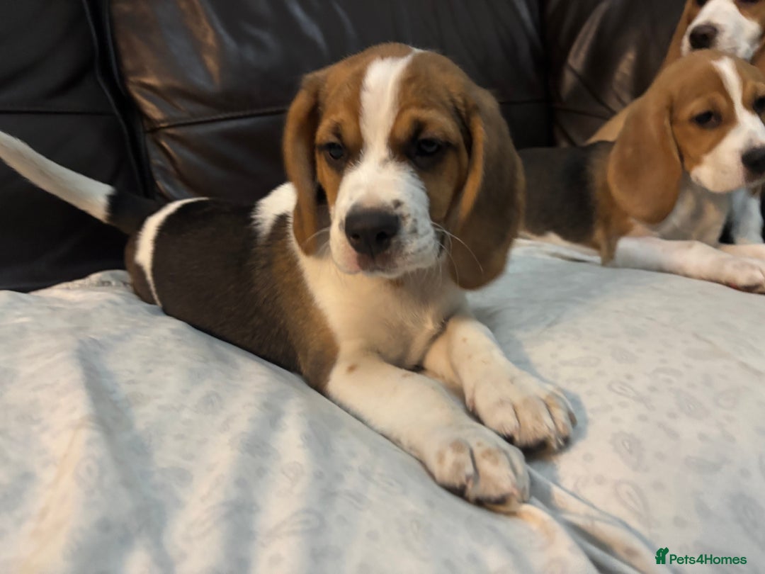 Beagle dogs for sale: 2 stunning Beagle Puppies, ready now in Sidcup - Image 35