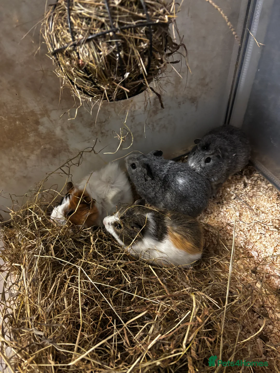 Guinea Pig rodents for sale: Beautiful baby female guinea pigs  - Advert 1