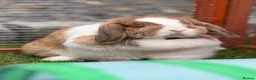 Mini Lop rabbits for sale: Adult Mini Lops - Advert 1