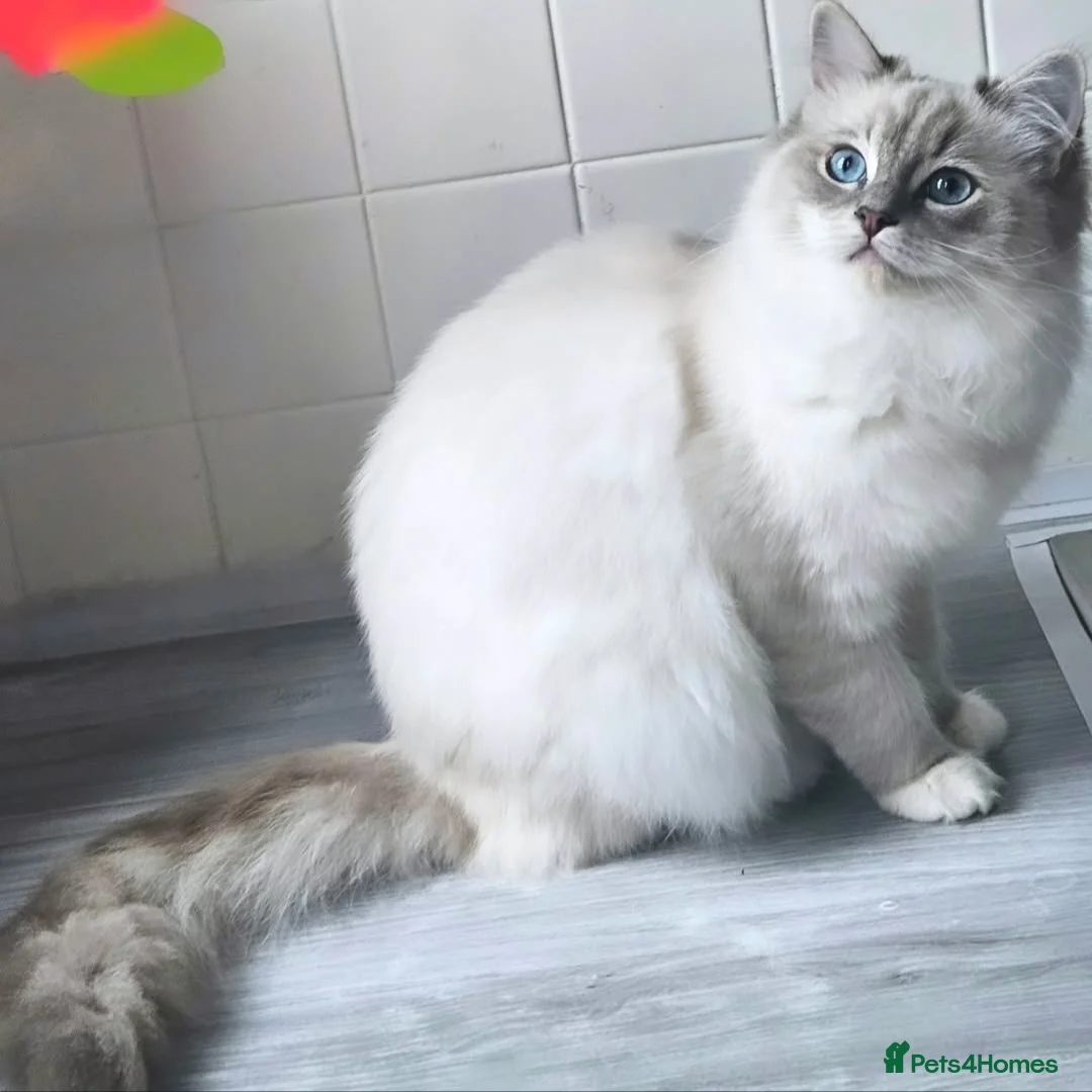 Ragdoll cats for sale: Tica active blue tabby ragdoll - Advert 6