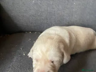 Labrador Retriever dogs Labrador puppies KC reg Health tested - Advert 6