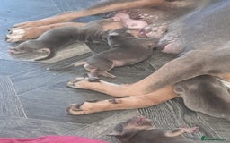 Staffordshire Bull Terrier dogs for sale: Blue tri Staffordshire bull terrier pups for sale  - Image 12