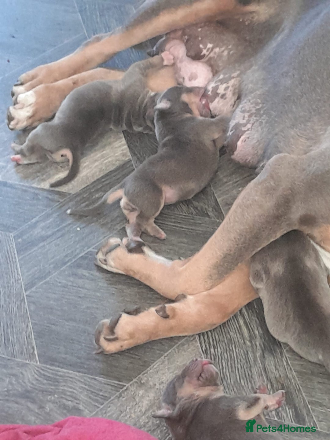 Staffordshire Bull Terrier dogs for sale: Blue tri Staffordshire bull terrier pups for sale  - Image 12