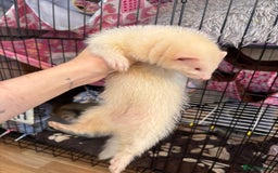 Ferret rodents for sale: Polecat hob, part angora albino Jill - Image 8