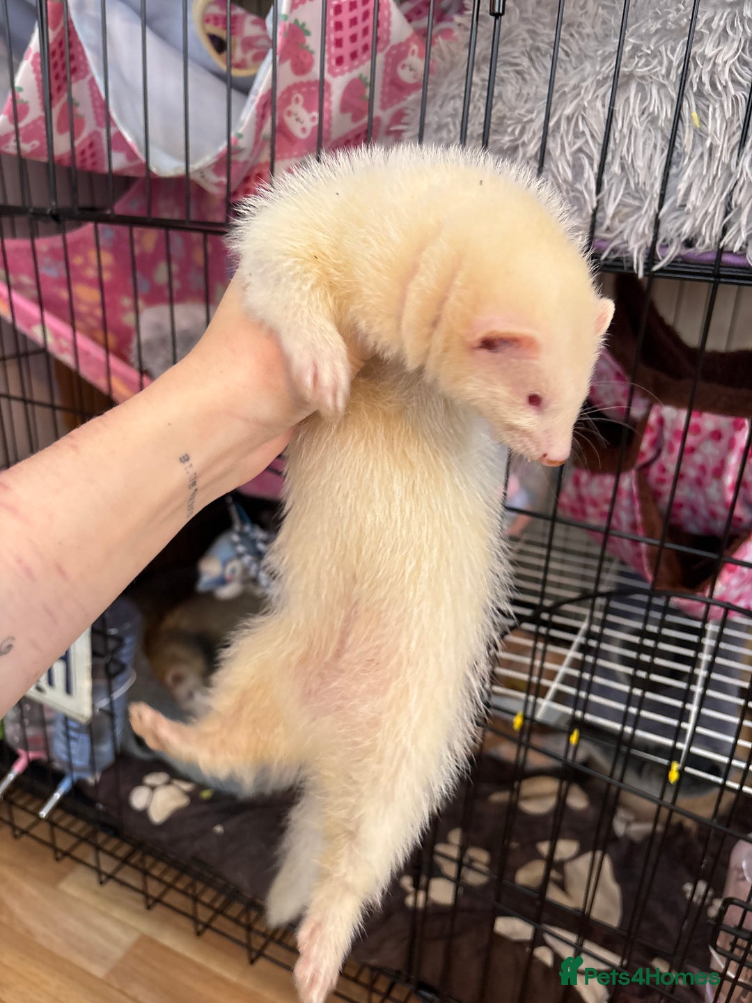 Ferret rodents for sale: Polecat hob, part angora albino Jill - Image 8